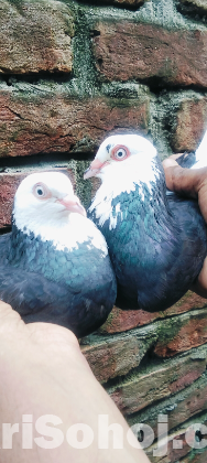 এক জোরা গররা বিক্রি হবে